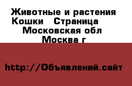 Животные и растения Кошки - Страница 13 . Московская обл.,Москва г.